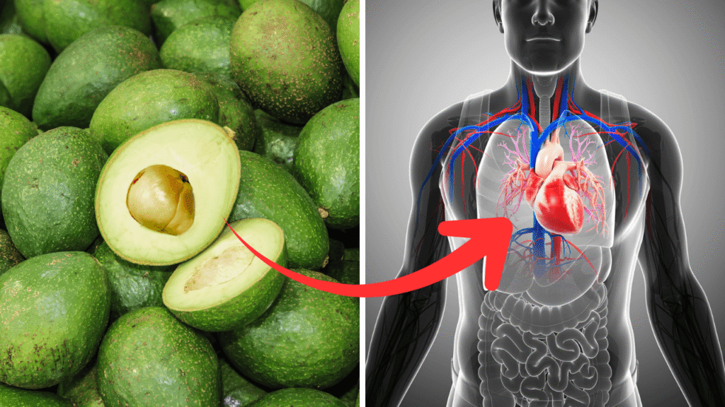 Avocados support heart health by showcasing their nutrient-rich nature in this image. On the left, fresh avocados are displayed, some halved to reveal creamy flesh, while the right side features a human body diagram highlighting the heart and circulatory system, connected by a red arrow to symbolize the fruit's beneficial impact on cardiovascular wellness.