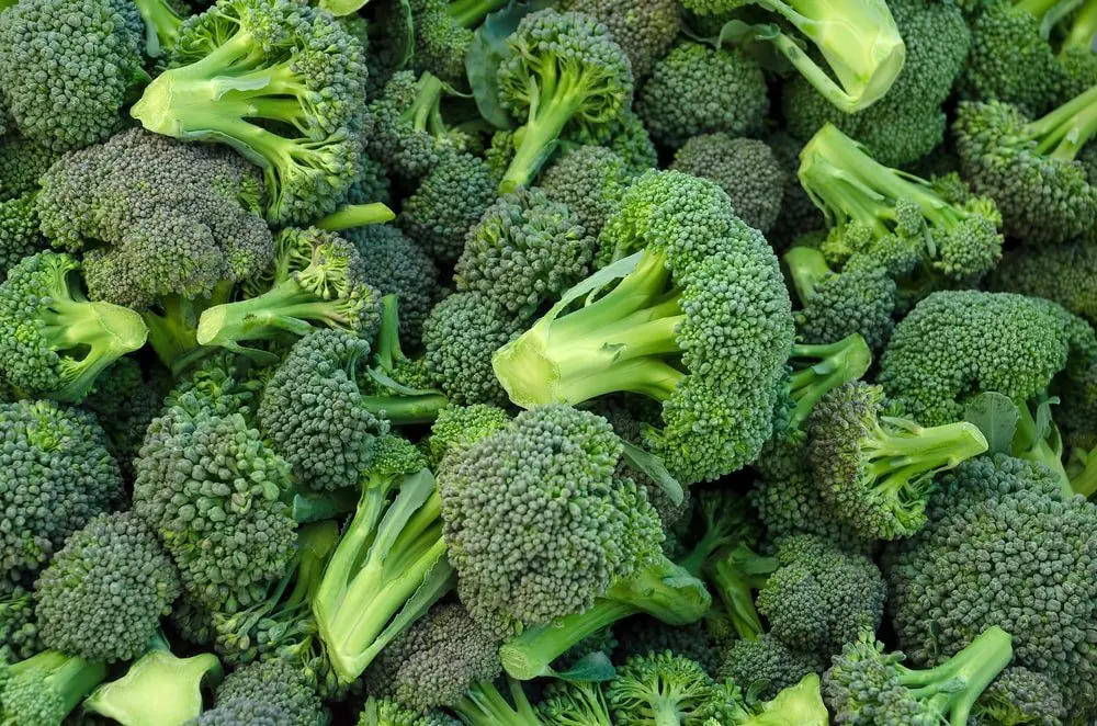 broccoli supports immunity: Illustration of fresh green broccoli, a superfood that boosts your immune system. Alt text: fresh broccoli supports immunity vegetable.