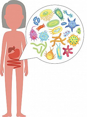 oats boost digestive health: Illustration of a healthy gut microbiome supported by nutritious foods like oats.